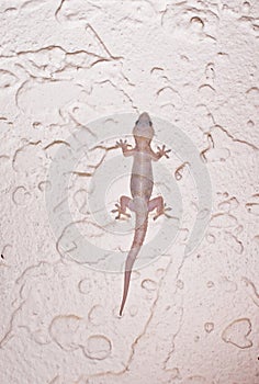 Albino Gecko