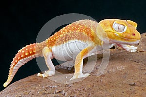 Albino gecko / Nephrurus levis pilbarensis