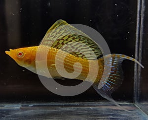 Albino Golden Sailfin Lyretail Tropical Molly Fish