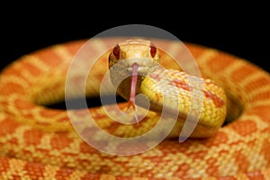 Albino Gopher Snake