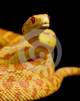 Albino Gopher Snake