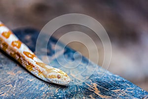 Albino Gopher Snake or Lambent python