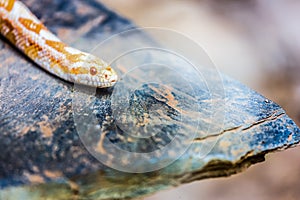 Albino Gopher Snake or Lambent python