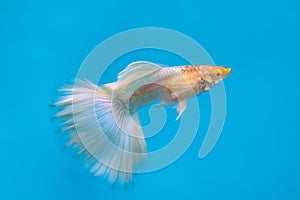 Albino guppy fish on blue background