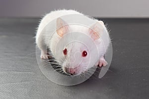 Albino hamster with arrow name, curious animal. selective focus