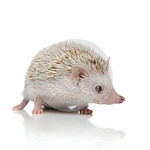 Albino hedgehog with white fur standing and looking aside