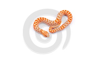 Albino hognose snake isolated on white background