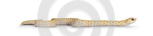 Albino hognose snake on white background