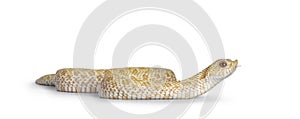 Albino hognose snake on white background