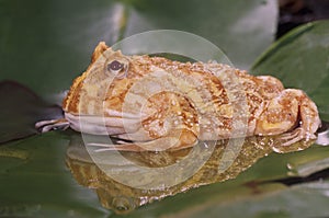 Albino horn frog (ceratophrys cranwelli)