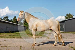 Albino horse with blue eyes in full height