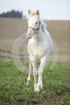 Albino horse with pink halter