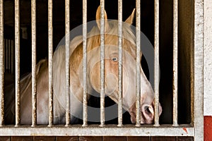 Albino Horse in stable