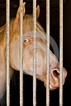 Albino Horse in stable photo