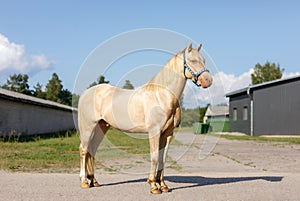 An albino horse stands in the backyard of a farm
