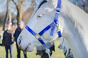 Albino horses icy blue eye detail photo, perlino horse with blue eyes portrait. close up