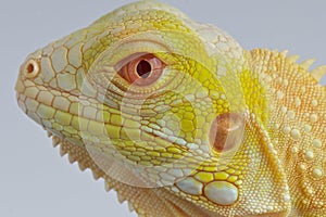 Albino Iguana