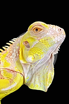 Albino Iguana (Iguana iguana)