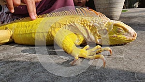 Albino Iguana named Nico photo