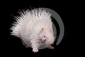 Albino indian crested Porcupine baby on black backgrond