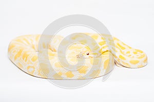 Albino Indian Python