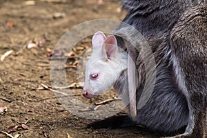 Albino Joey Wallaby in Pouch