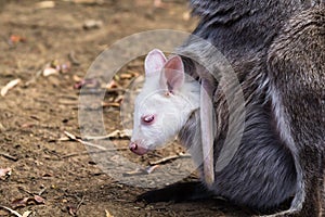 Albino Joey Wallaby in Pouch photo
