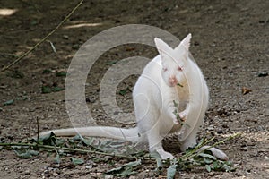 Albino kangaroo