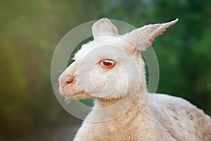 Albino kangaroo