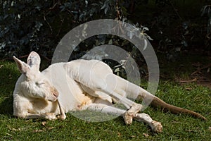 Albino Kangaroo Dozing