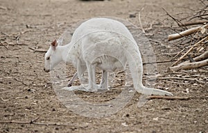 The albino kangaroo is eating a leaf
