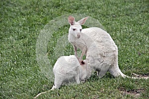 Albino kangaroo suckling her joey