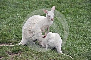 Albino kangaroo suckling her joey