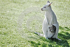 Albino kangaroo and its little