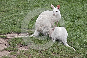 Albino kangaroo suckling her joey
