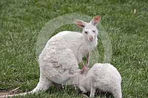 Albino kangaroo suckling her joey