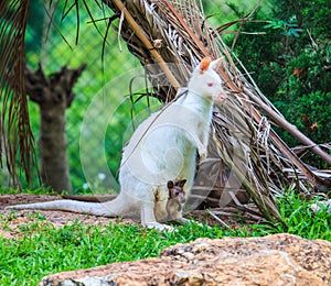 Albino kangaroo or Wallaby with red eyes