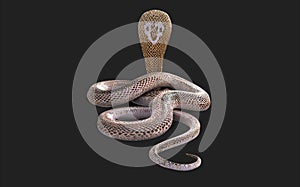 Albino king cobra snake White and brown cobra snake with clipping path.