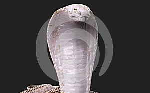 Albino king cobra snake White and brown cobra snake with clipping path.