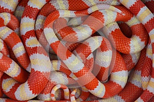 Albino Kingsnakes