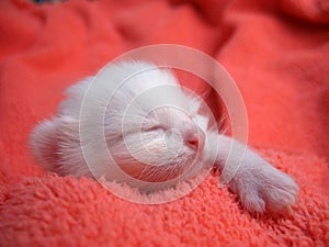 Albino kitten photo