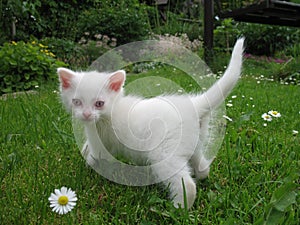 Albino kitten photo