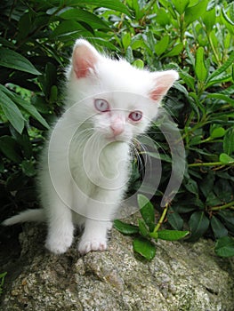 Albino kitten photo