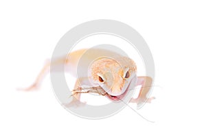 Albino Leopard Gecko on a white background