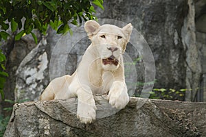 Albino lion lying on the rock