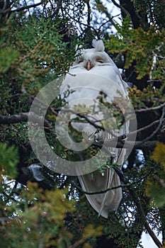 Albino long-eared owl - Asio Otus