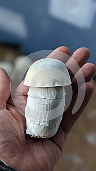 Albino Magic Mushroom