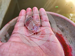 Albino magur fish clarias batrachus fish in hand of a farmer in nice blur background