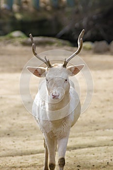 Albino Male of Fallow Deer in summer