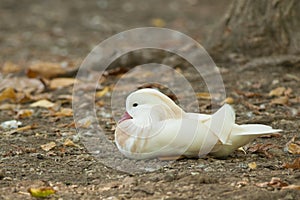 Albino Mandarin Duck